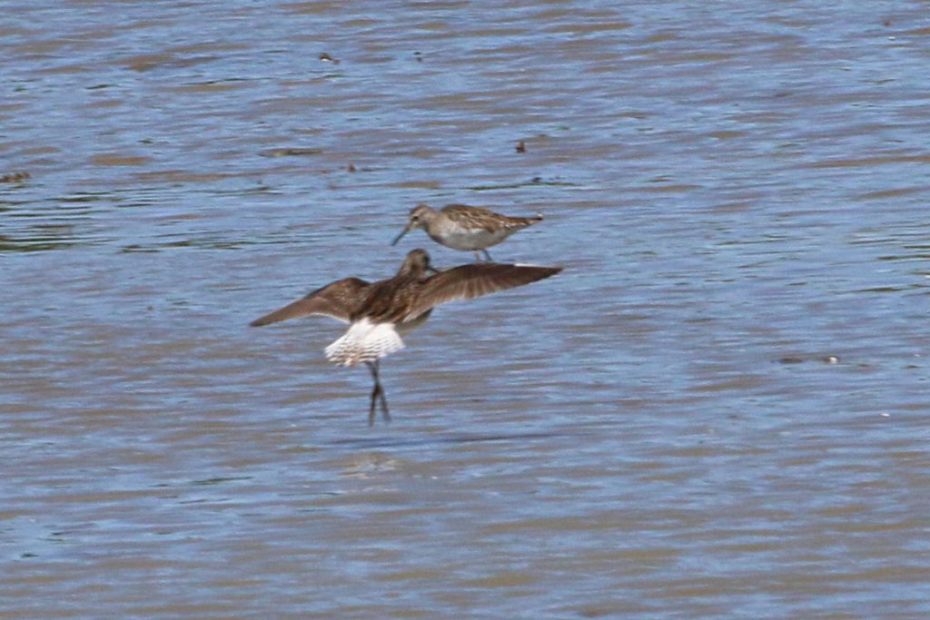 Limicoli da identificare