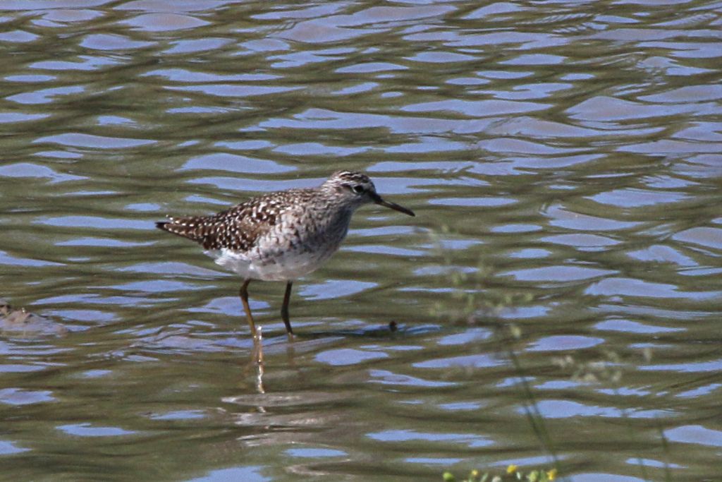 Limicoli da identificare