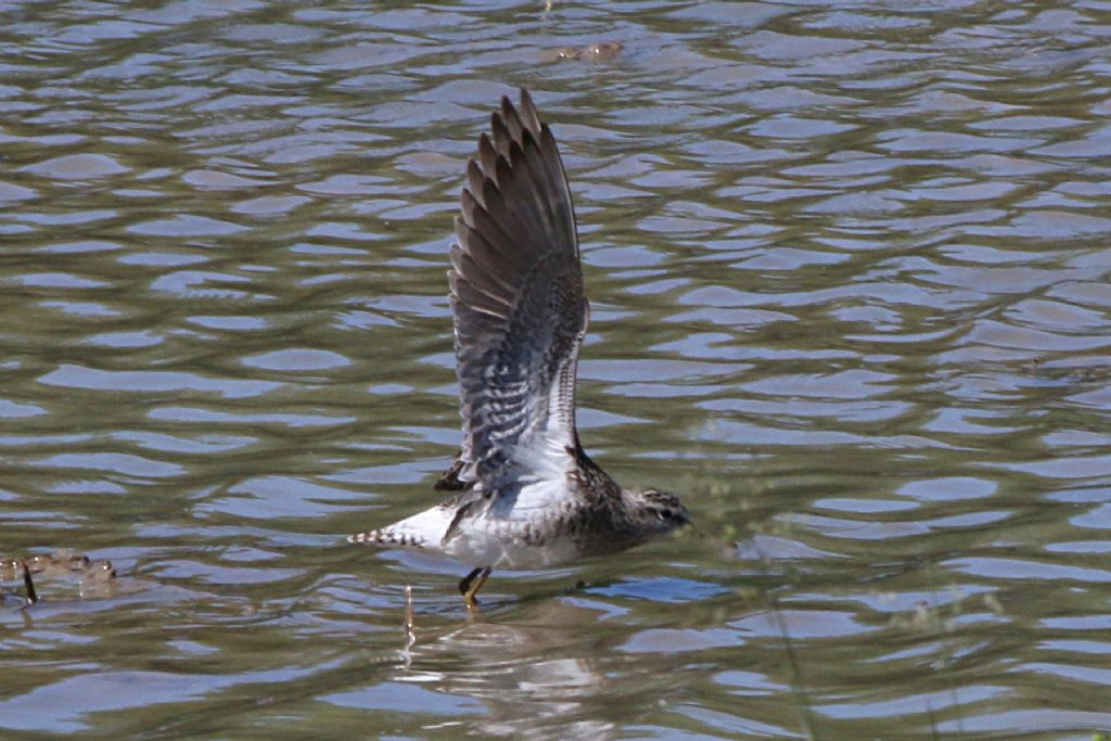 Limicoli da identificare