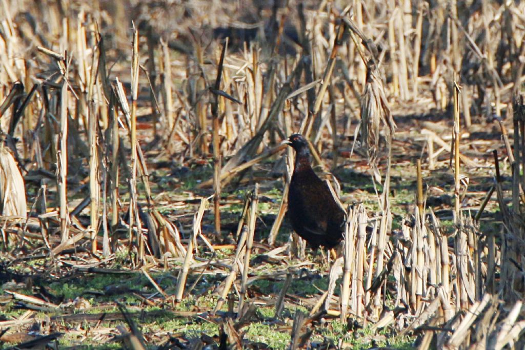 Fagiano tenebroso (Phasianus colchicus var. tenebrosus)