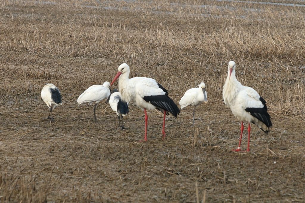 Spatola