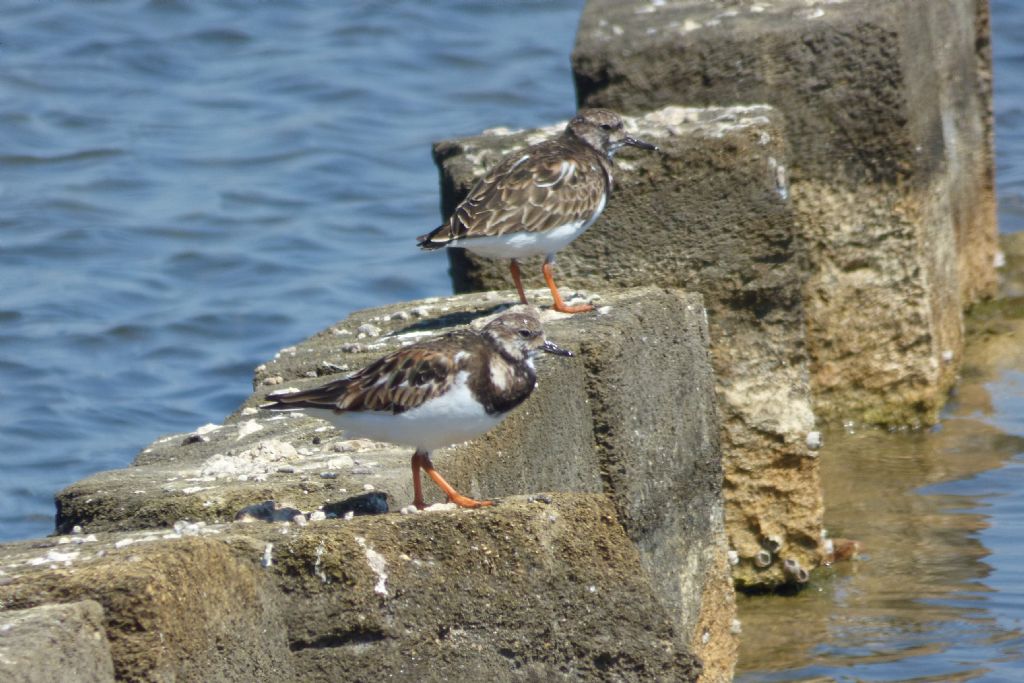 Voltapietre (Arenaria interpres)