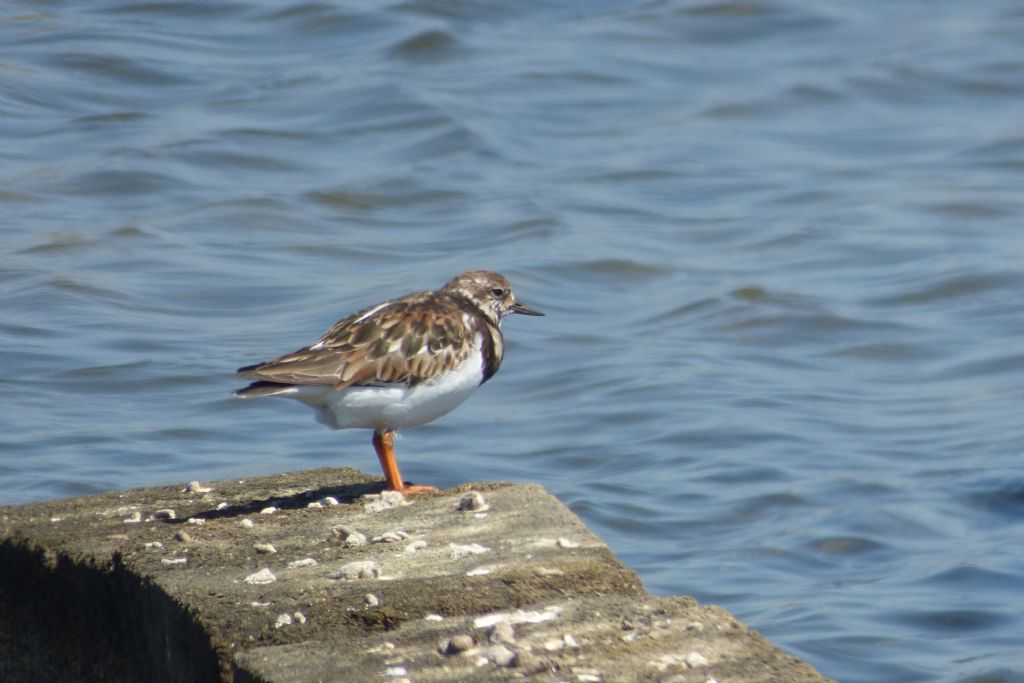 Voltapietre (Arenaria interpres)