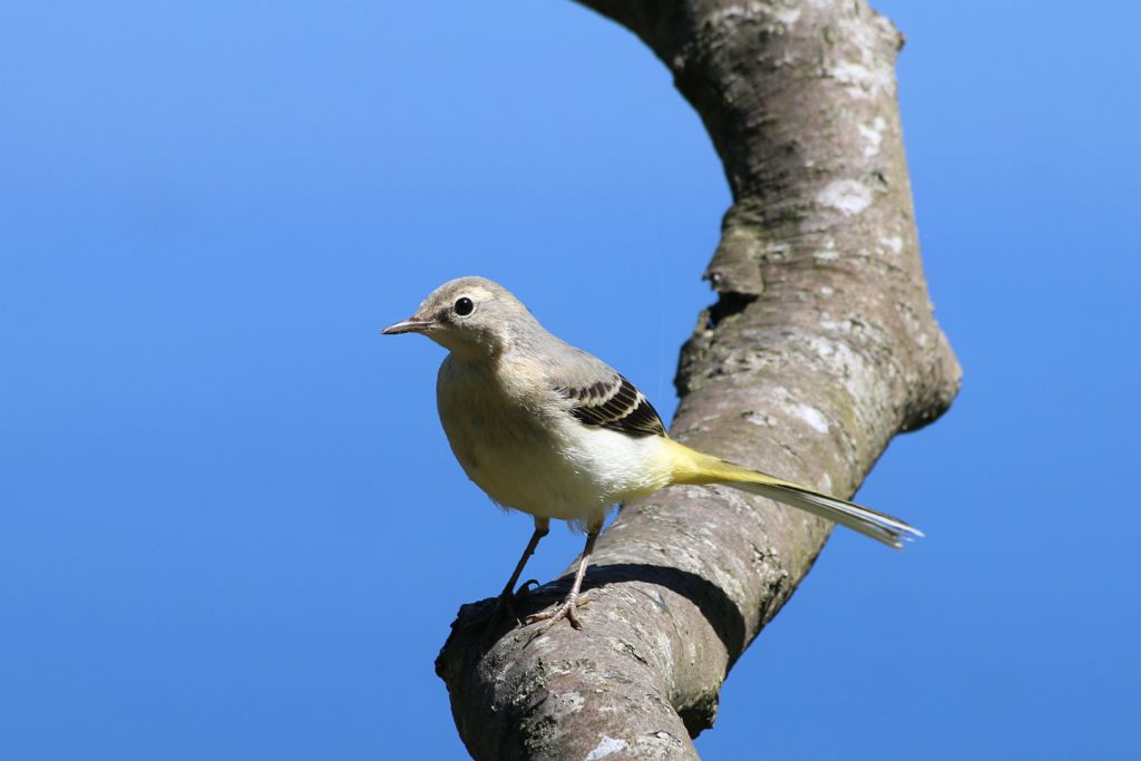 Ballerina gialla (Motacilla cinerea)