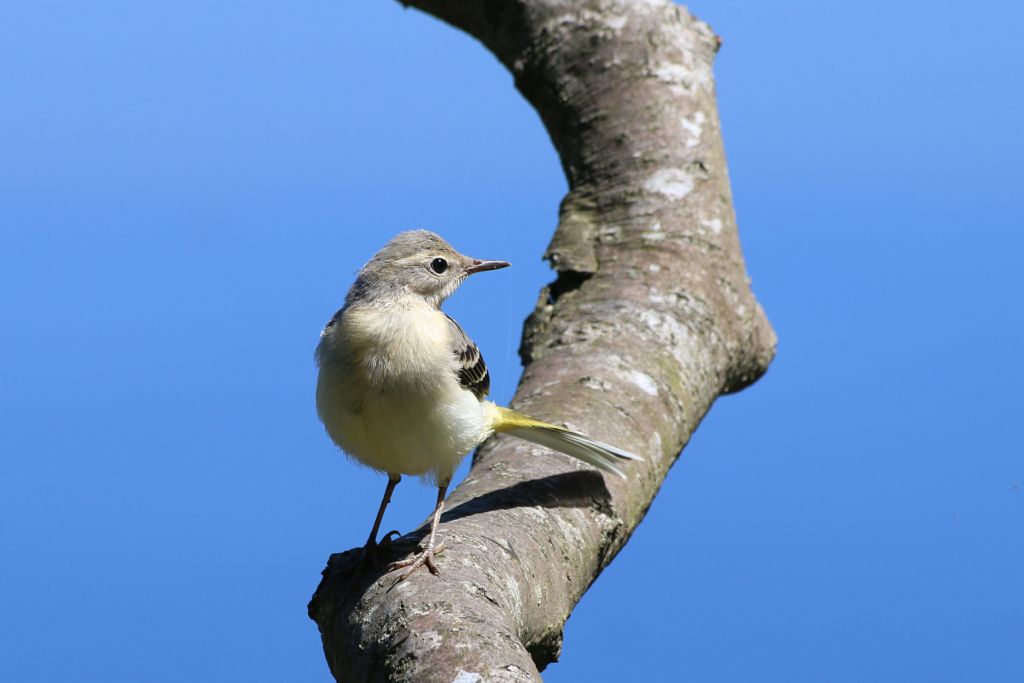 Ballerina gialla (Motacilla cinerea)