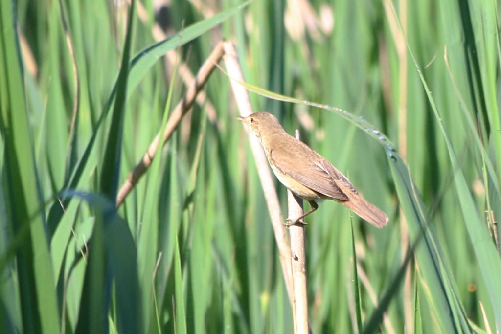 Cannaiola (Acrocephalus scirpaceus - Sylviidae)