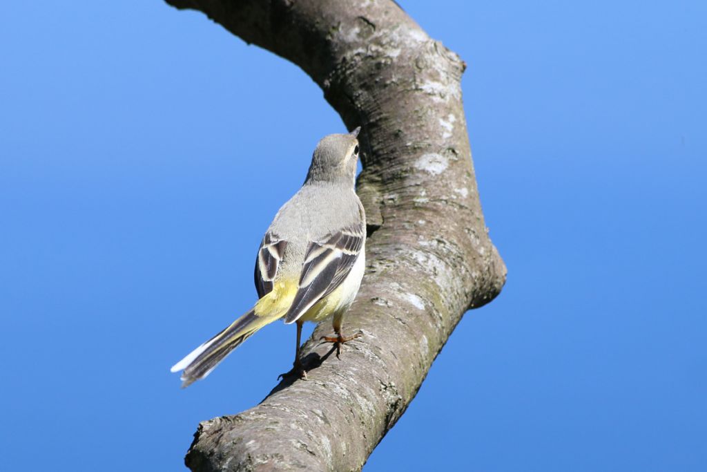 Ballerina gialla (Motacilla cinerea)