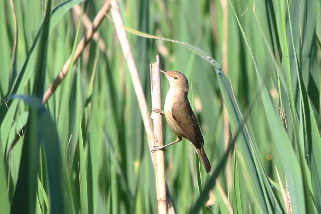 Cannaiola (Acrocephalus scirpaceus - Sylviidae)