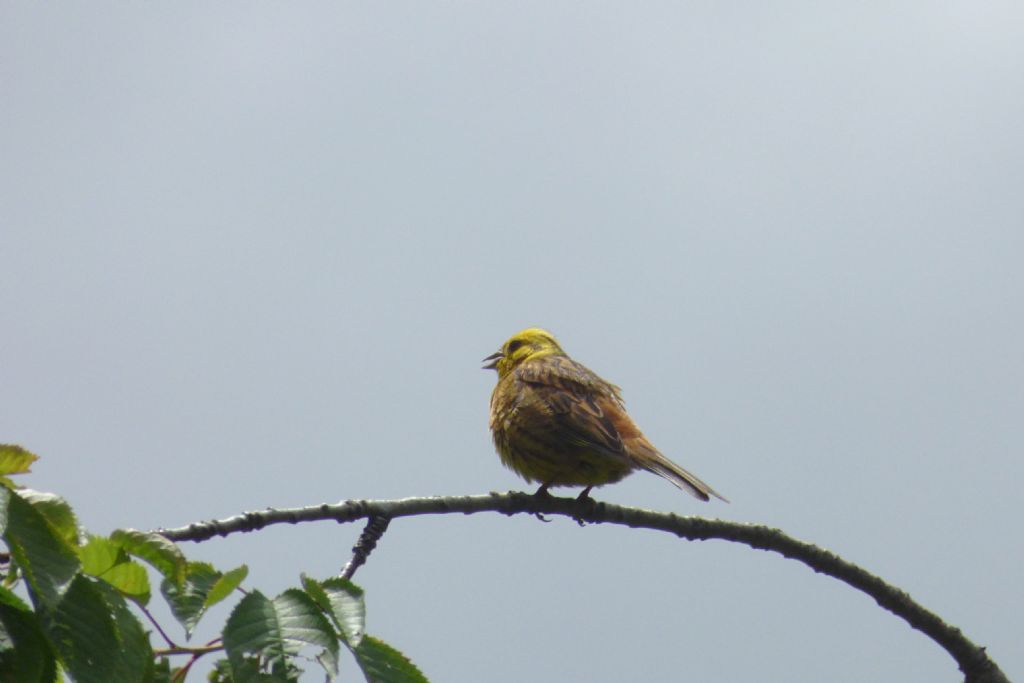 Zigolo giallo - Emberiza citrinella