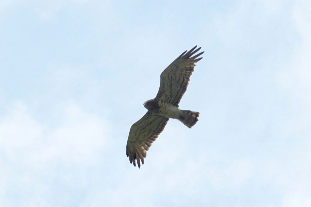 Biancone - Circaetus gallicus