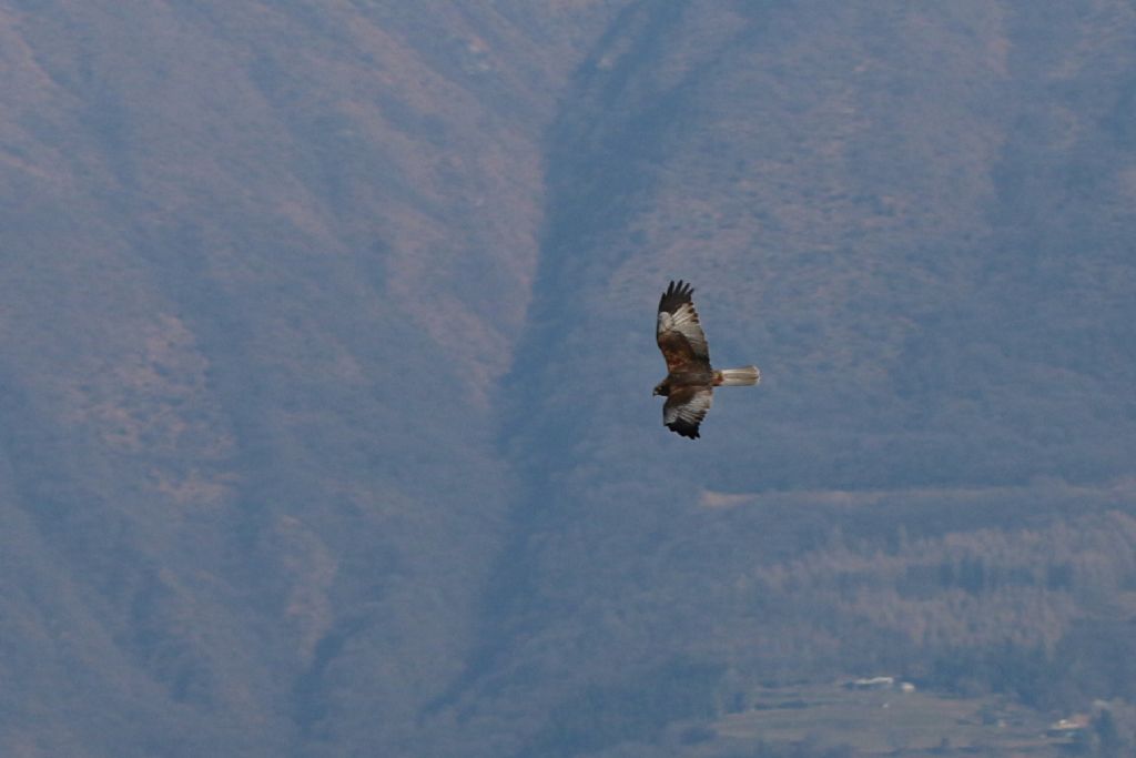 Falco di palude - Circus aeruginosus