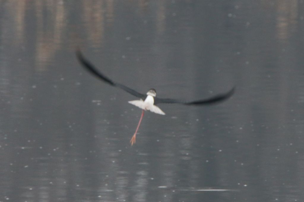 Cavaliere d''Italia (Himantopus himantopus)