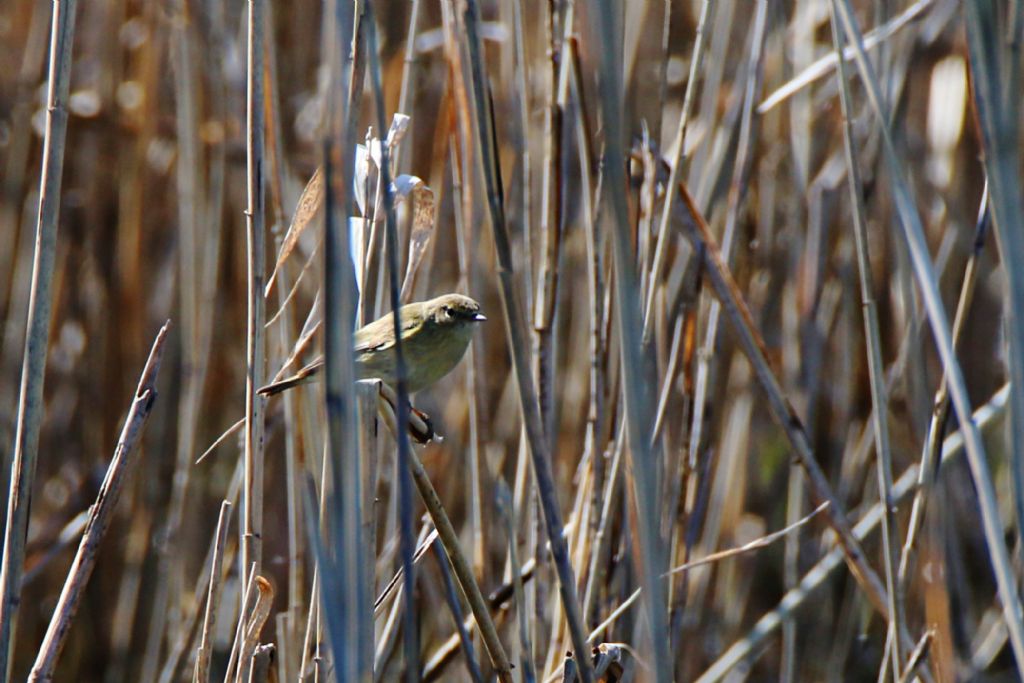 Lu grosso (Phylloscopus trochilus)