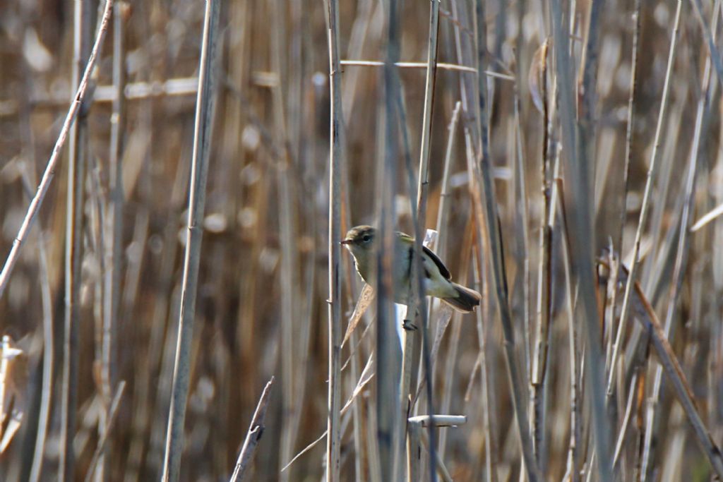 Lu grosso (Phylloscopus trochilus)