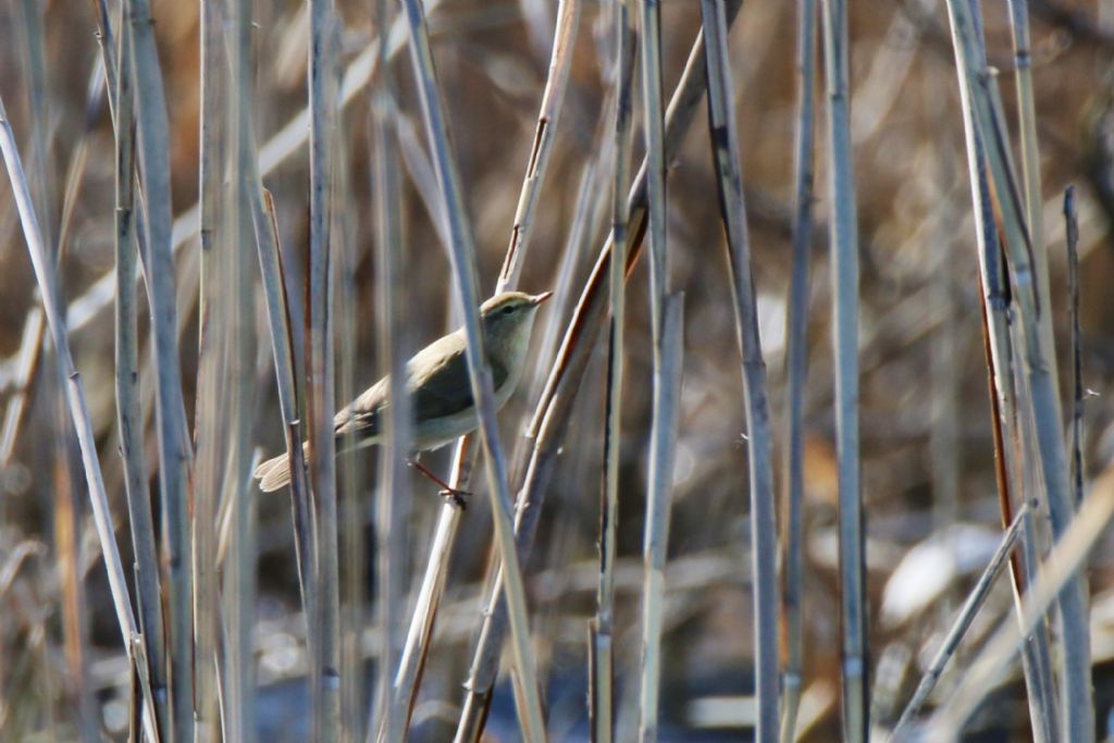 Lu grosso (Phylloscopus trochilus)