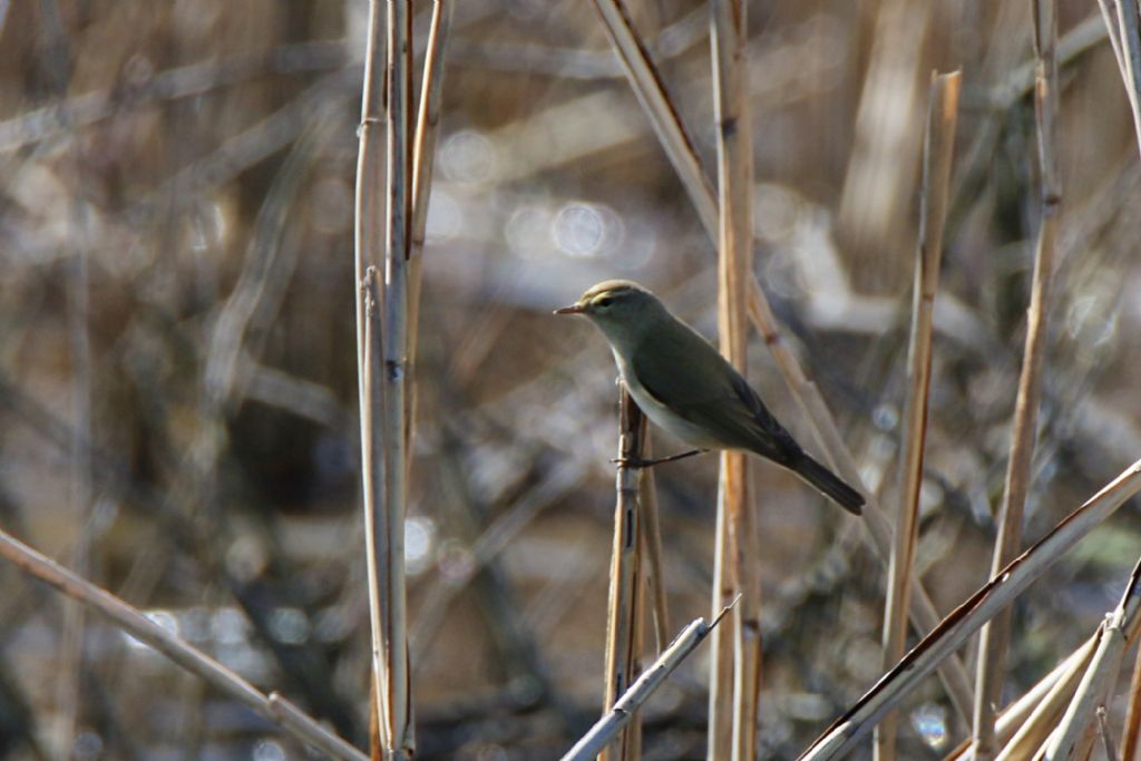 Lu grosso (Phylloscopus trochilus)