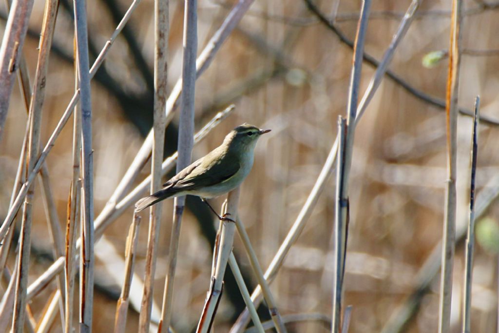 Lu grosso (Phylloscopus trochilus)