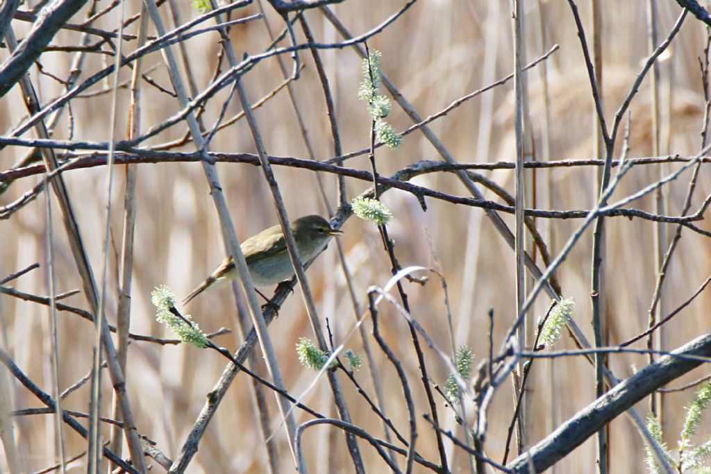 Lu grosso (Phylloscopus trochilus)