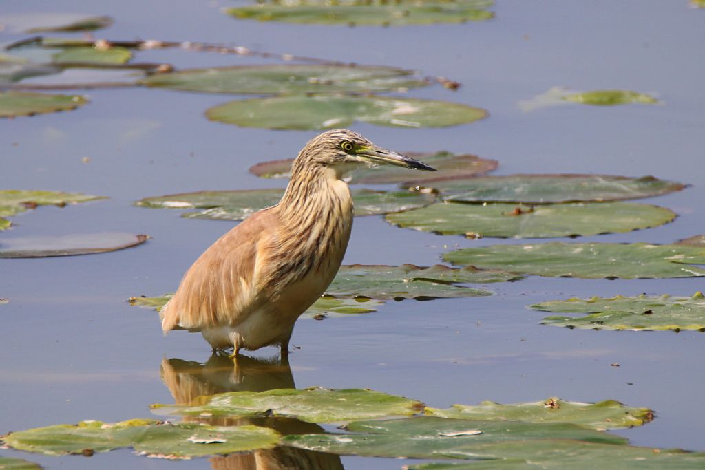 Sgarza ciuffetto (Ardeola railloides)