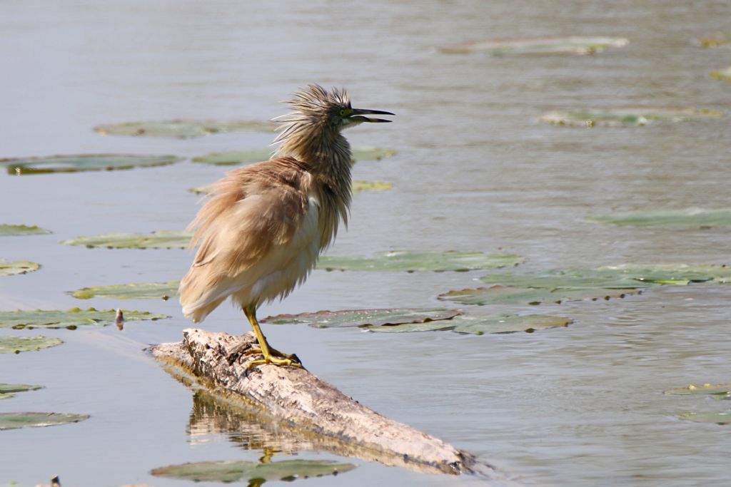 Sgarza ciuffetto (Ardeola railloides)