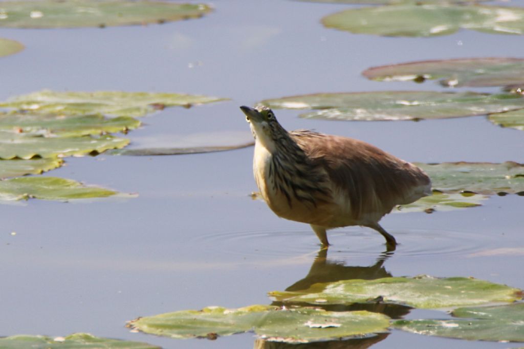 Sgarza ciuffetto (Ardeola railloides)