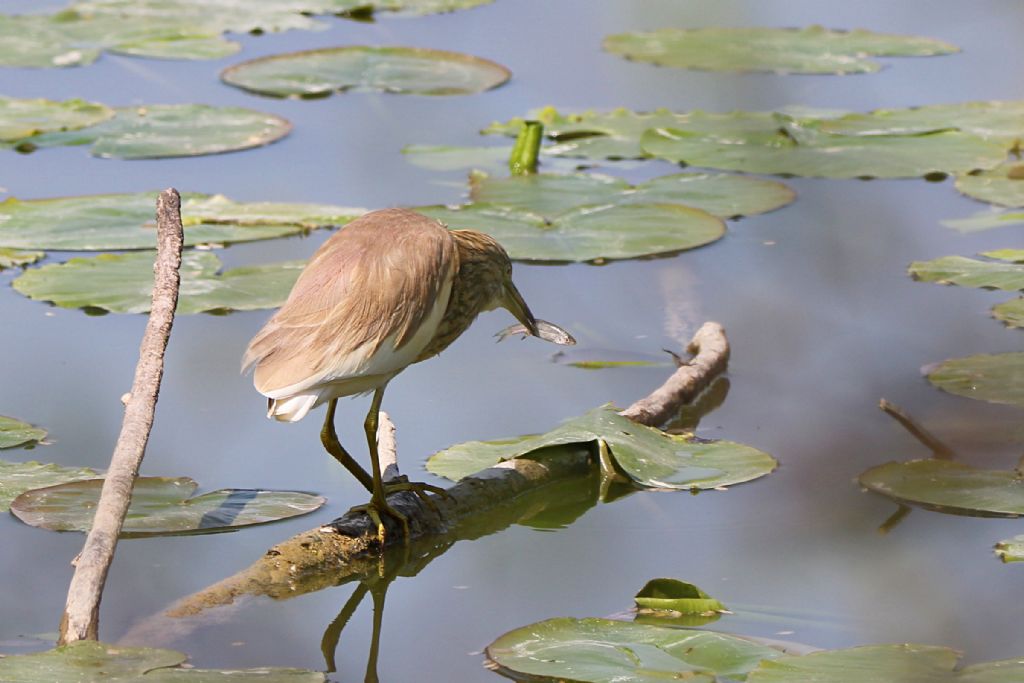 Sgarza ciuffetto (Ardeola railloides)