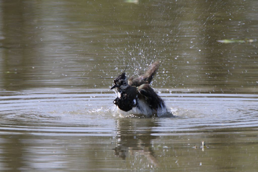 Pavoncella (Vanellus vanellus)
