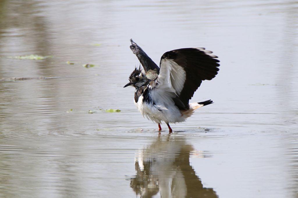 Pavoncella (Vanellus vanellus)