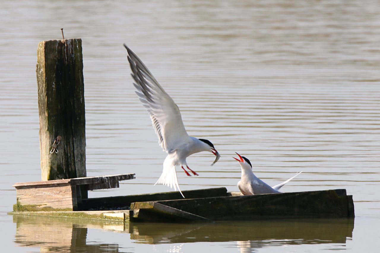 Sterna comune (Sterna hirundo)