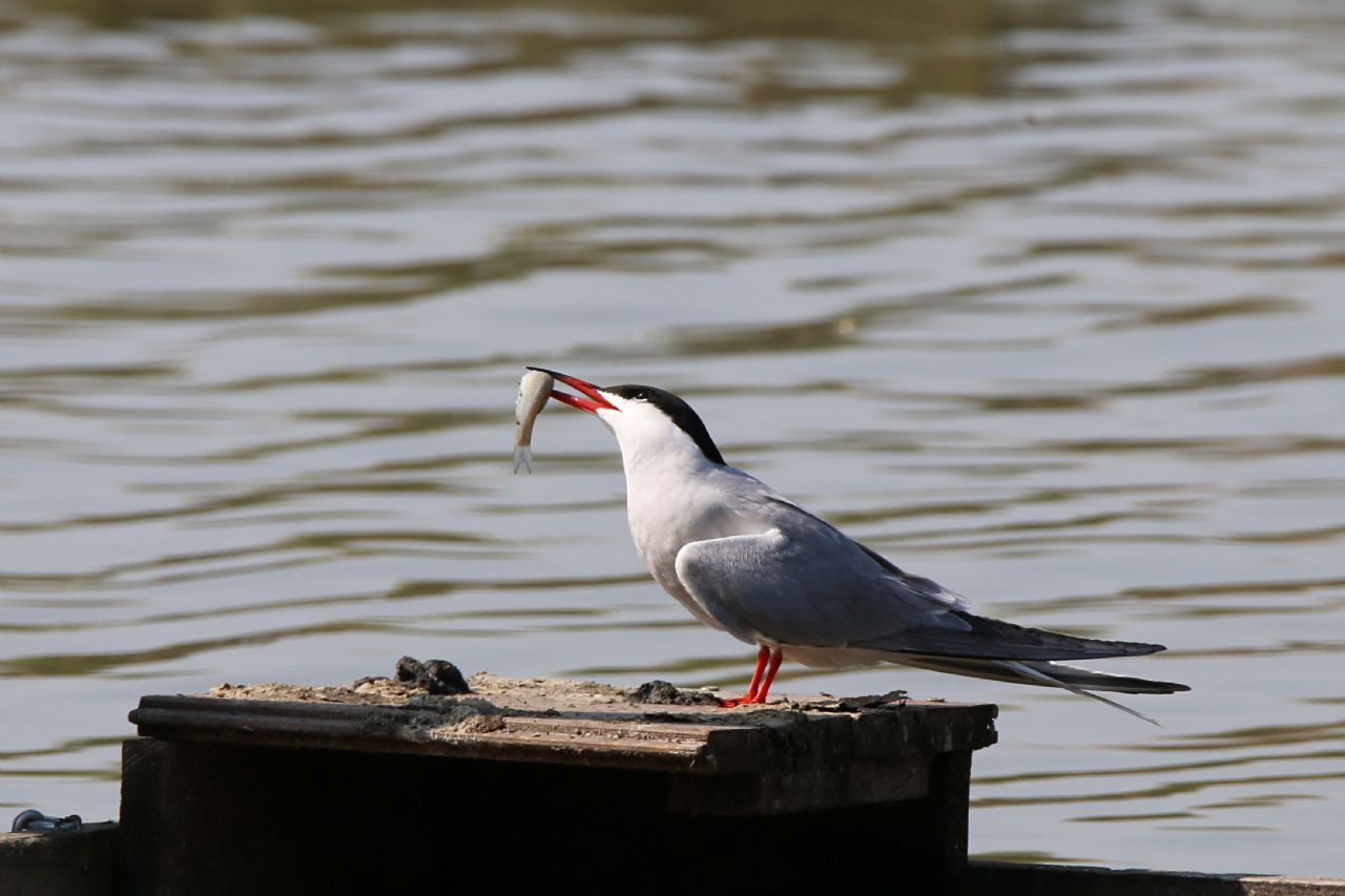 Sterna comune (Sterna hirundo)