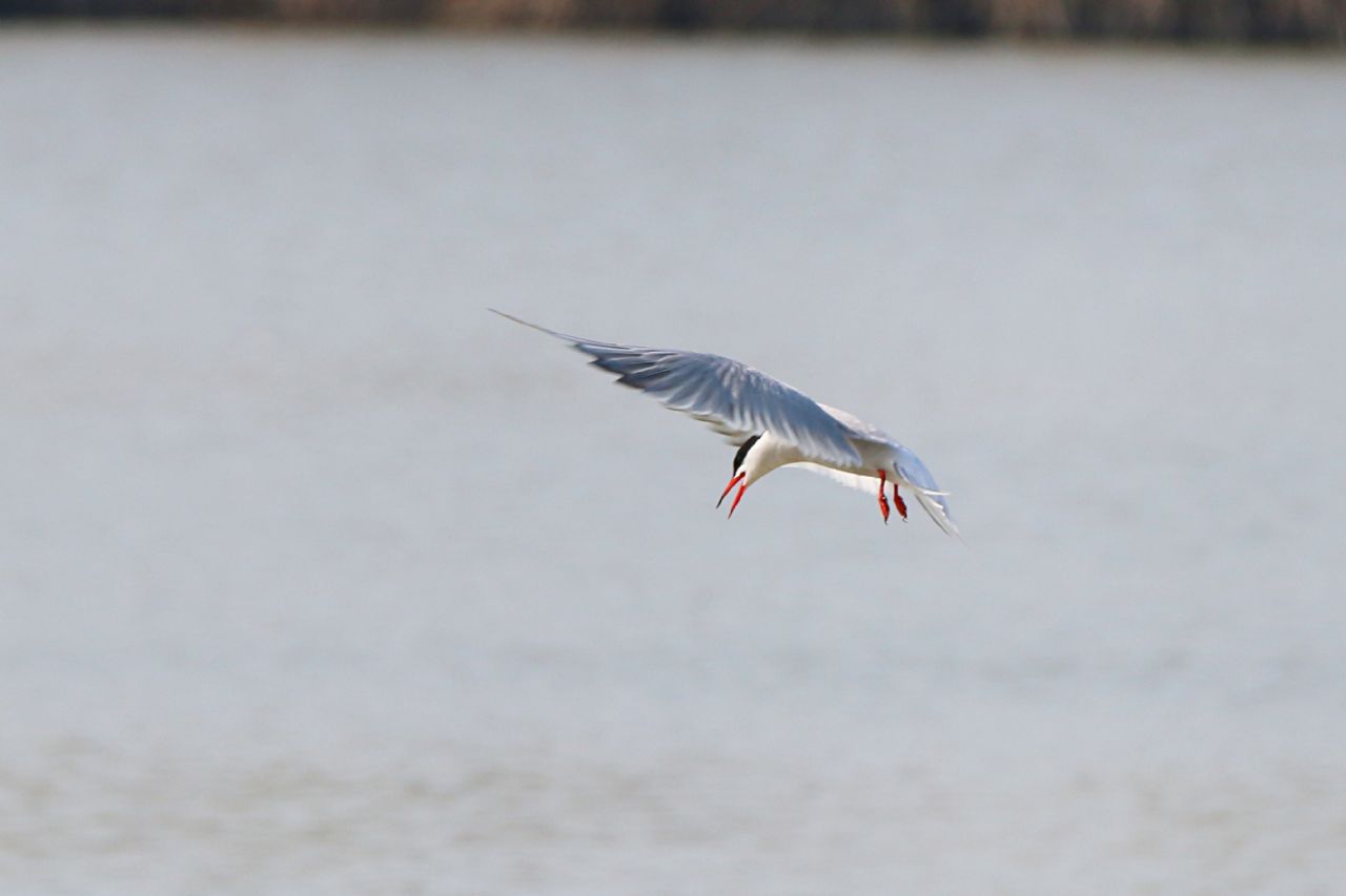 Sterna comune (Sterna hirundo)