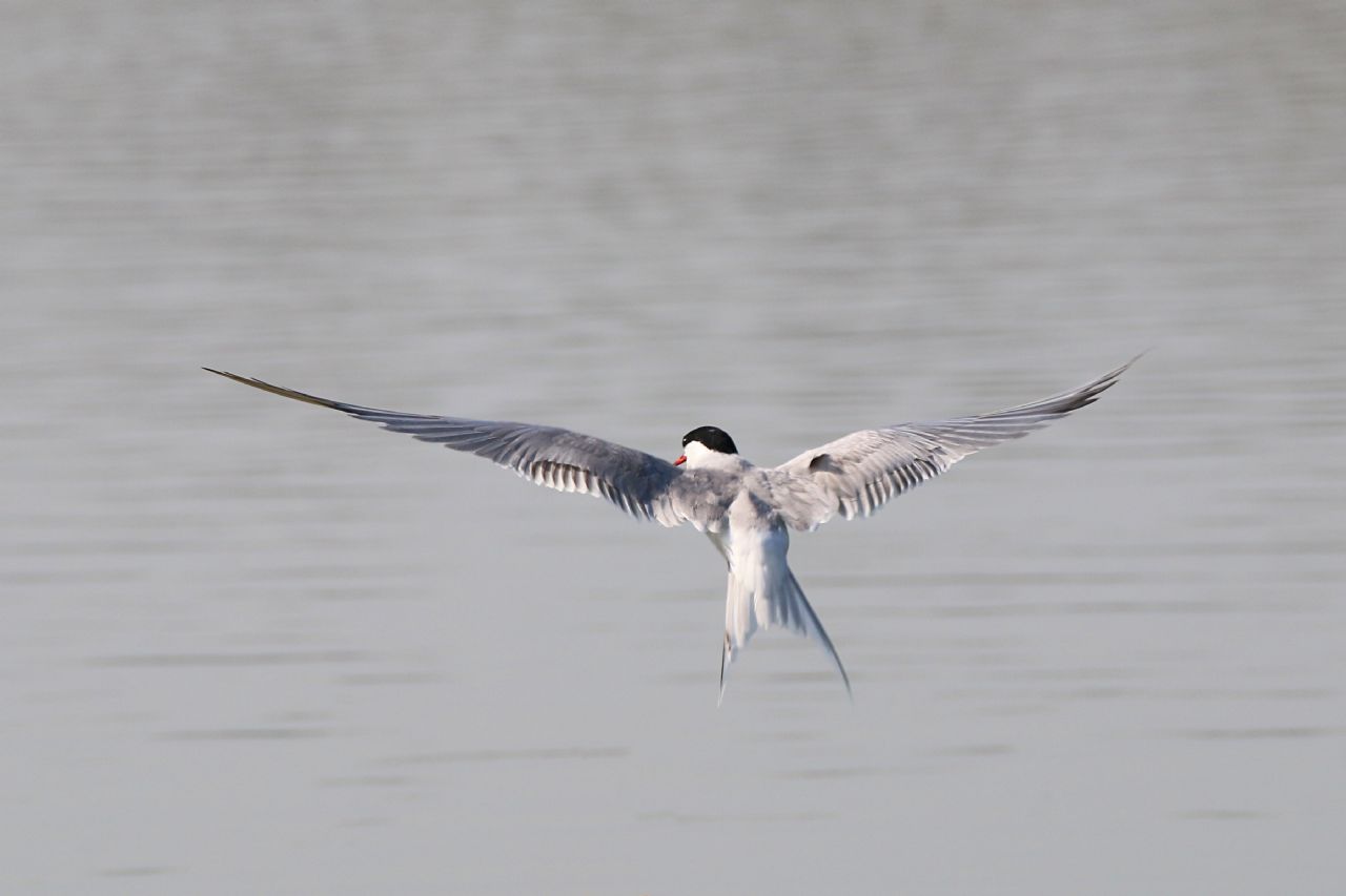 Sterna comune (Sterna hirundo)