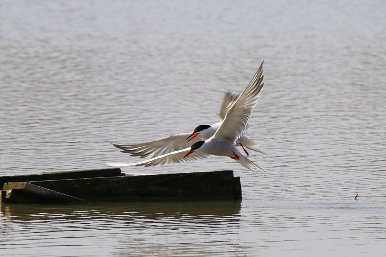 Sterna comune (Sterna hirundo)