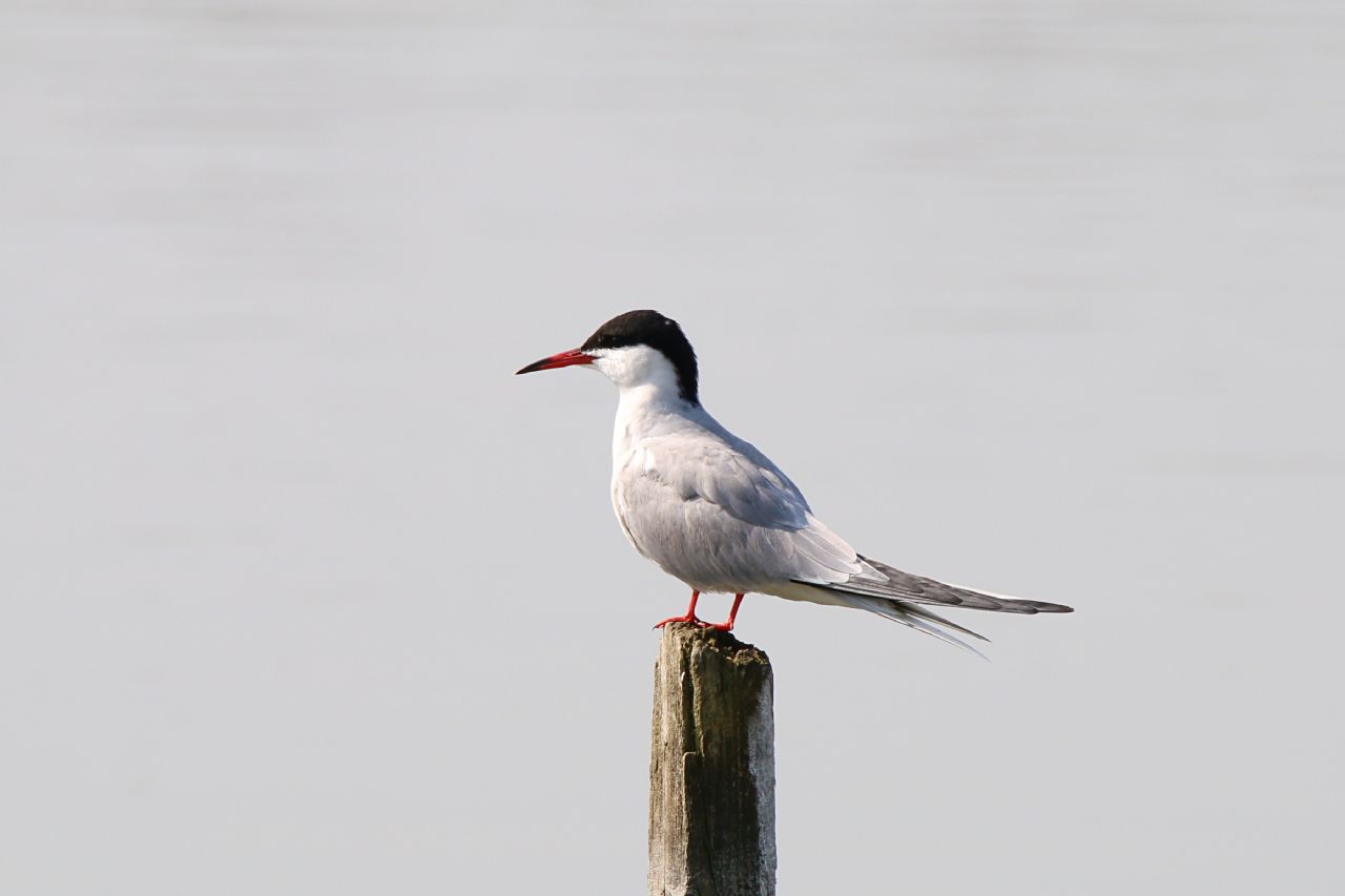 Sterna comune (Sterna hirundo)