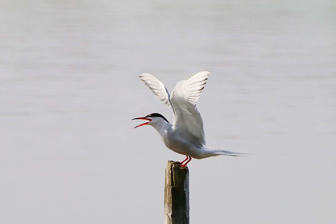 Sterna comune (Sterna hirundo)