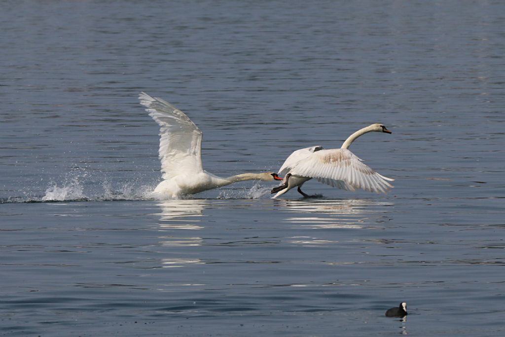 Lite condominiale fra Cigni reali (Cygnus olor)