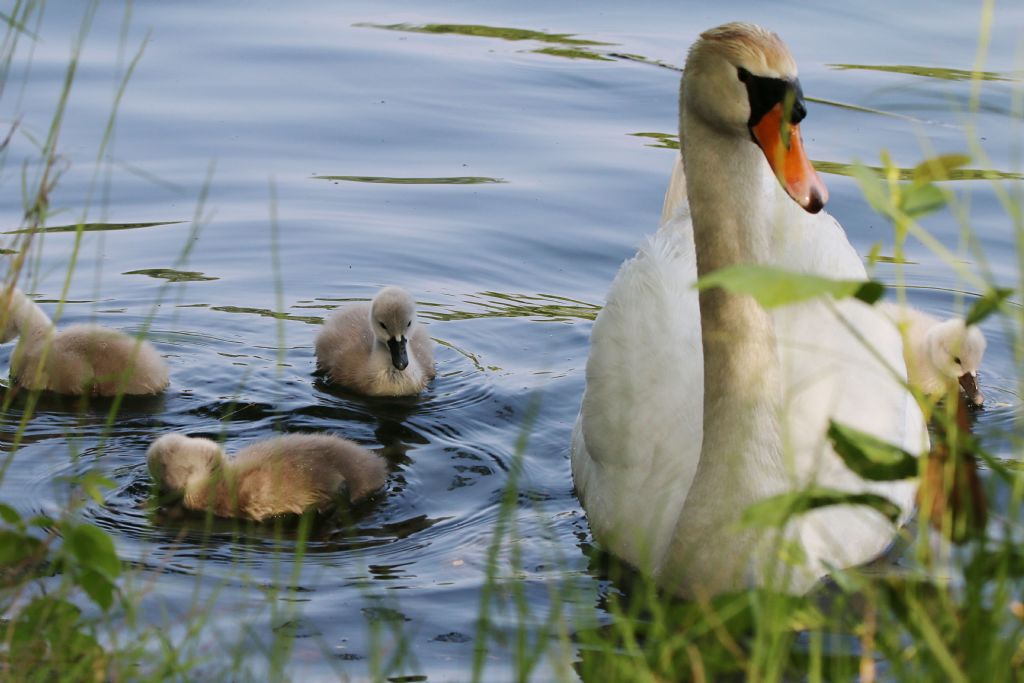 Cigno reale (Cygnus olor)