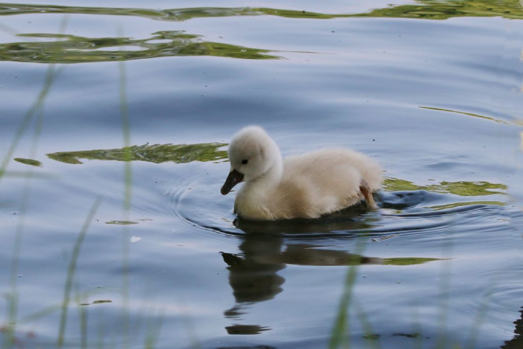 Cigno reale (Cygnus olor)