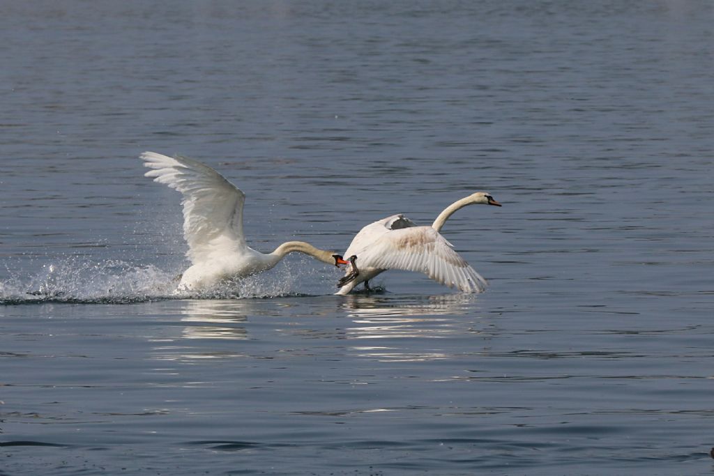 Lite condominiale fra Cigni reali (Cygnus olor)