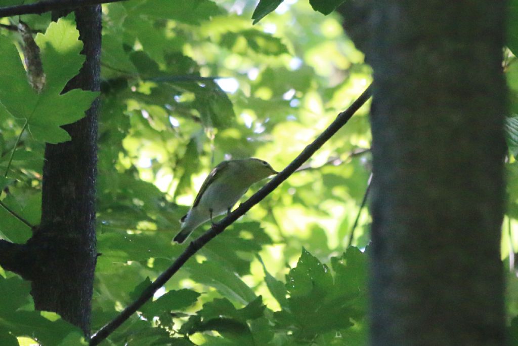 Lu verde (Phylloscopus sibilatrix)