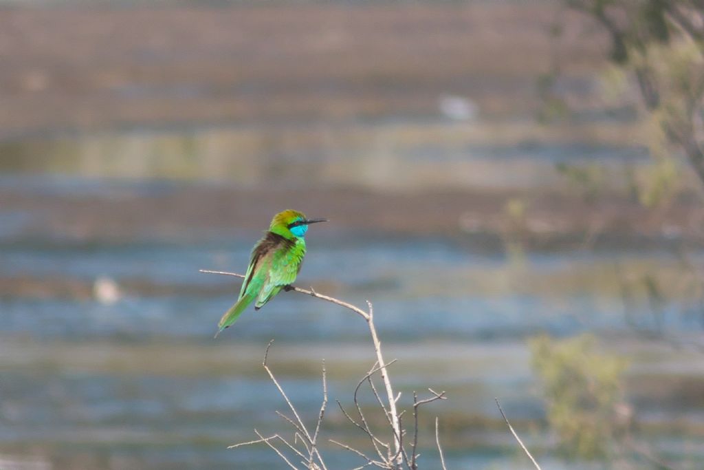 Dubai. Gruccione verde (Merops orientalis)