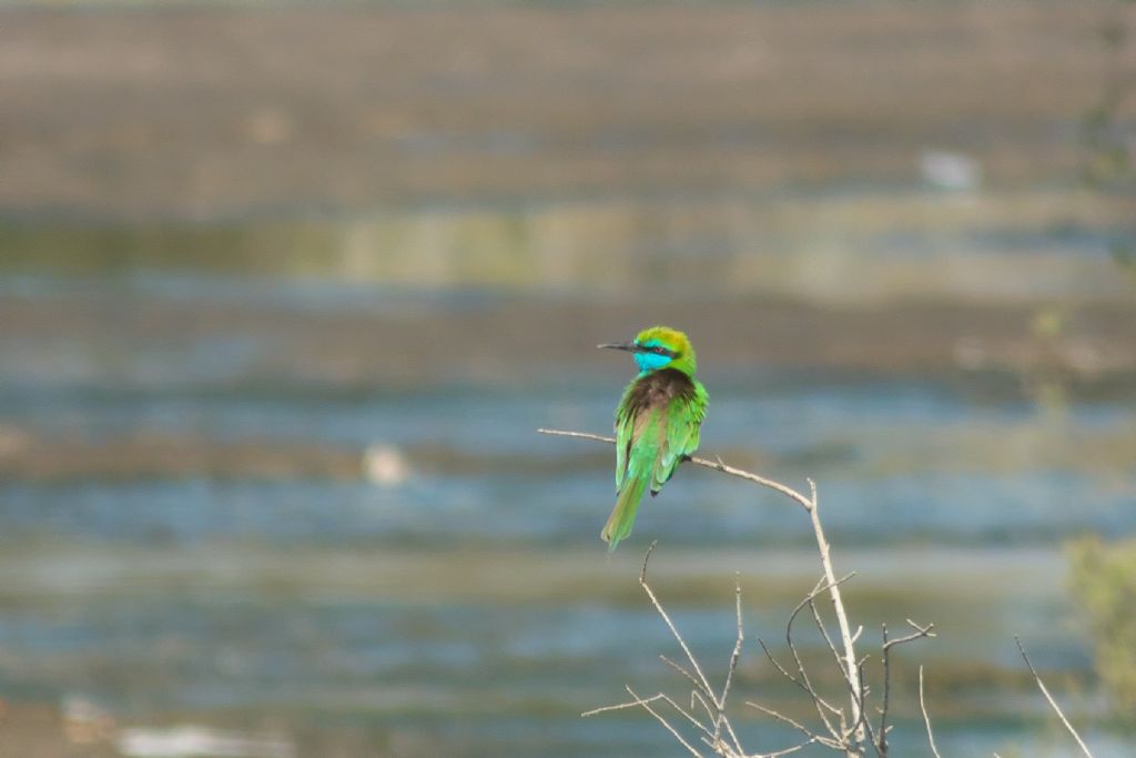 Dubai. Gruccione verde (Merops orientalis)