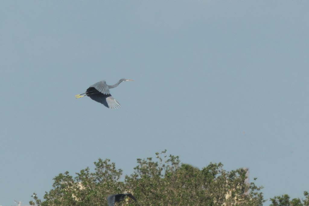 Dubai. Airone schistaceo (Egretta gularis)