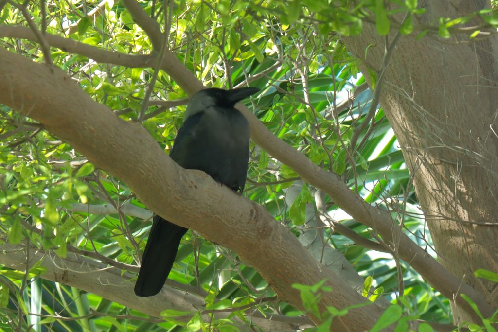Dubai. Cornacchia delle case (Corvus splendens)