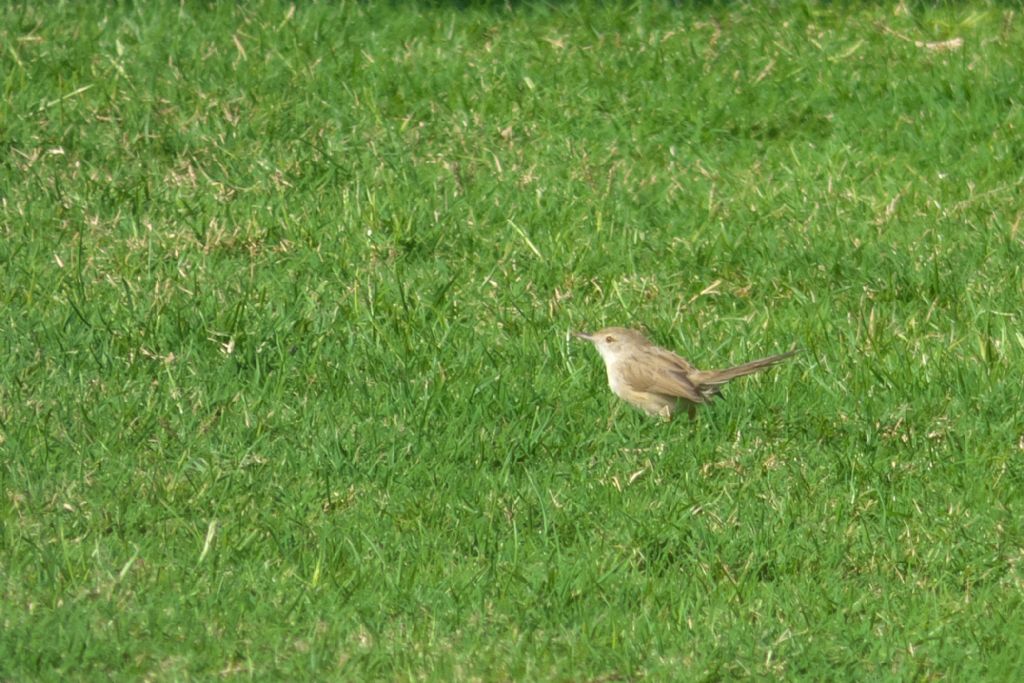 Dal Dubai: Prinia gracile (Prinia gracilis)