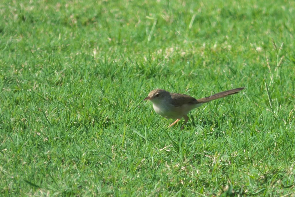 Dal Dubai: Prinia gracile (Prinia gracilis)