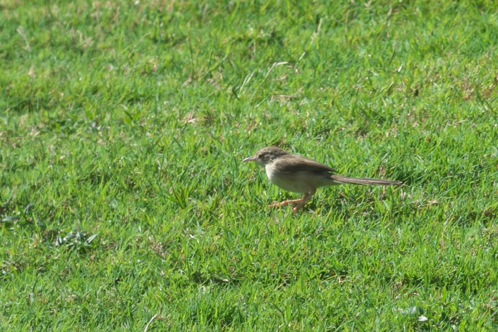 Dal Dubai: Prinia gracile (Prinia gracilis)