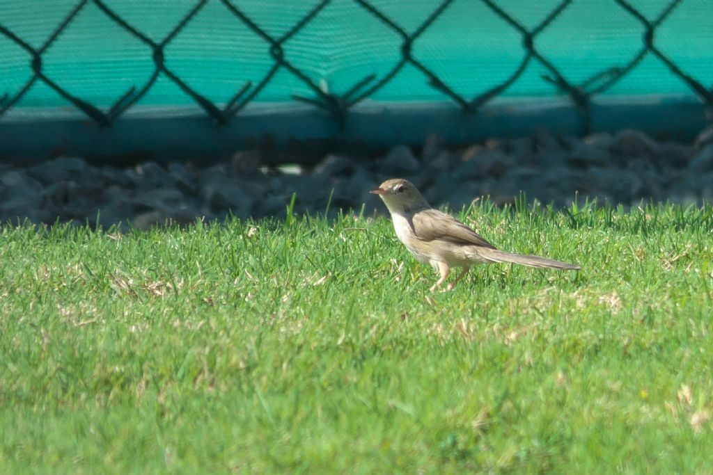 Dal Dubai: Prinia gracile (Prinia gracilis)