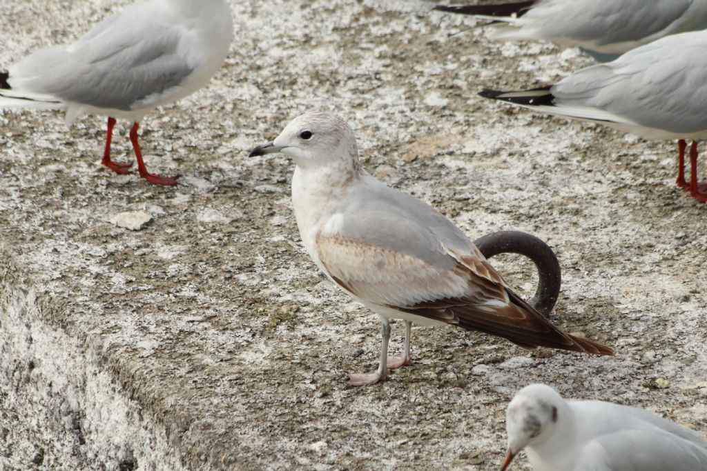 Aiuto identificazione:  Gavina (Larus canus)