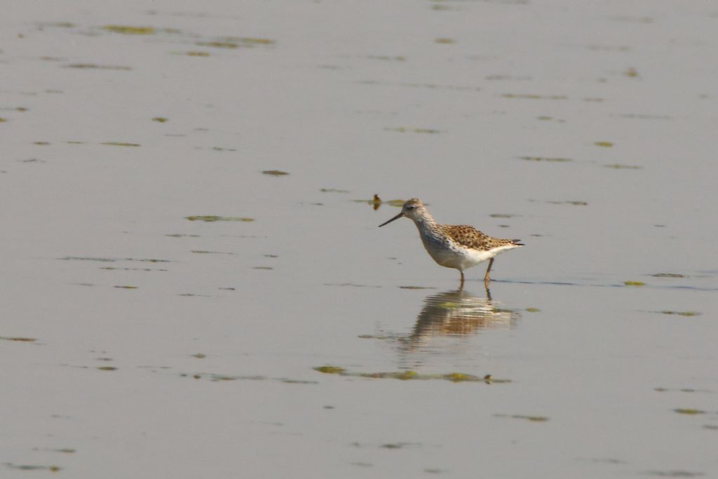 Albastrelli  (Tringa stagnatilis)